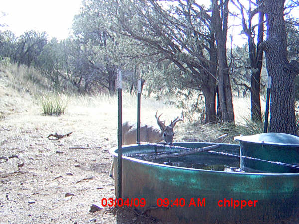 A large buck