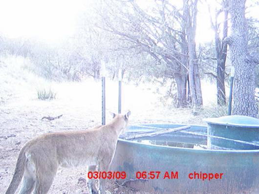 Mountain Lion/Cougar